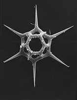 SILICOFLAGELLATE